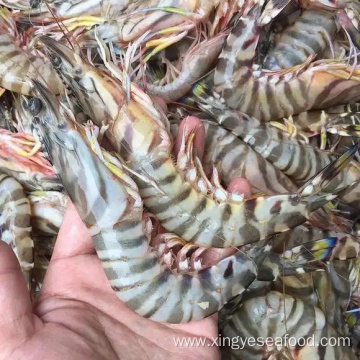 Frozen Chinese Shrimp Penaeus Japonicus